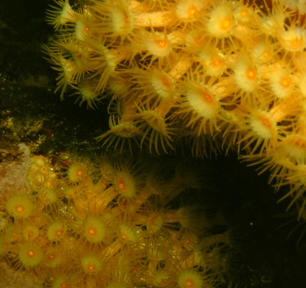 Parazoanthus axinellae (Schmidt, 1862)
